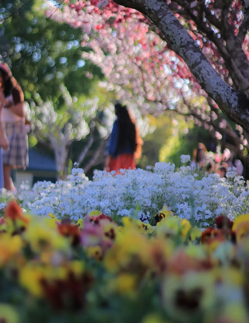 Blossom and flowerbeds along a garden path in spring